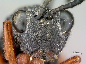 Oberthuerella_lenticularis_Ivory Coast_female_head_frontal